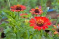 Orange zinnia flowers blooming with beautiful petals and soft blur  in a Thai public park 1 Royalty Free Stock Photo