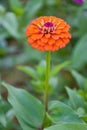 Orange zinnia flowers blooming with beautiful petals and soft blur  in a Thai public park 1 Royalty Free Stock Photo