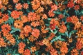 Orange zinnia flowers blooming in a garden Royalty Free Stock Photo