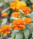 Orange zinnia flowers garden Royalty Free Stock Photo