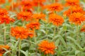 Orange Zinnia flowers