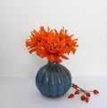 Orange zinnia flowers and rose hip branch in blue vase isolated on white background. Royalty Free Stock Photo