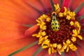 Orange Zinnia with a yellow lady bug in the center. Royalty Free Stock Photo