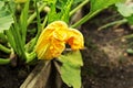 Orange zucchini flower close up growing in the garden bed, vegetable organic garden Royalty Free Stock Photo