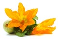 Orange zucchini flower Royalty Free Stock Photo