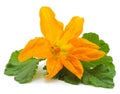 Orange zucchini flower Royalty Free Stock Photo