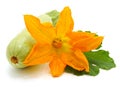 Orange zucchini flower Royalty Free Stock Photo