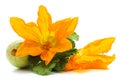 Orange zucchini flower