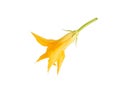 Orange zucchini flower on white background, isolate. Vegetable marrow Royalty Free Stock Photo