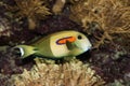 ORANGEBAND SURGEONFISH OR ORANGESPOT SURGEONFISH acanthurus olivaceus