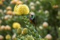 Orangebreasted Sunbird drinking nectar of a Pincushion Royalty Free Stock Photo