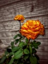#orangecolor #rosegold #roses #woodenbackground #vintage #vintagestyle #tropicalflowers #flowers #flower Royalty Free Stock Photo