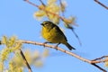 Orangecrowned Warbler Royalty Free Stock Photo