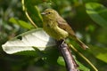 Orangecrowned Warbler Royalty Free Stock Photo
