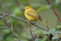 Orangecrowned Warbler Royalty Free Stock Photo