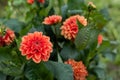 OrangeDahlia Flower in Garden Royalty Free Stock Photo