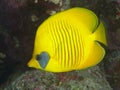 Orangeface butterflyfish Royalty Free Stock Photo