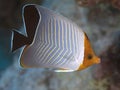 Orangeface butterflyfish Royalty Free Stock Photo