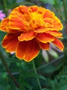 OrangeFlower Royalty Free Stock Photo