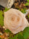 Orangeish white rose blum