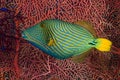 Orangelined triggerfish Royalty Free Stock Photo