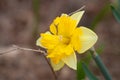 Orangery Butterfly Daffodil