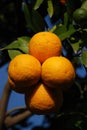 Oranges Royalty Free Stock Photo