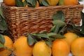 Oranges Royalty Free Stock Photo