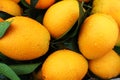 Oranges Royalty Free Stock Photo