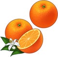 Oranges Royalty Free Stock Photo