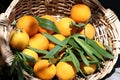 Oranges in the basket Royalty Free Stock Photo