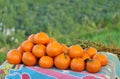 Oranges