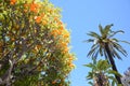 Oranges in beautiful jardin Albert,Nice Royalty Free Stock Photo