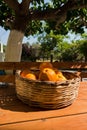 Oranges in a bowl on a wooden table at garden, near Sougia, south-west coast of Crete island