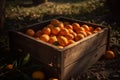 Oranges in box after harvesting orange on field, wooden box with oranges sweet fruits