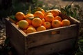 Oranges in box after harvesting orange on field, wooden box with oranges sweet fruits