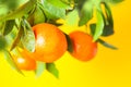 Oranges on a branch. Citrus fruits growing on tree. Isolated on a white Royalty Free Stock Photo