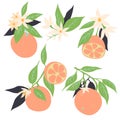 Oranges on branches with flowers isolated on white background. Vector graphics Royalty Free Stock Photo