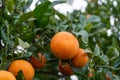 Oranges From A Central Valley Orange Orchard Citrus Close Up