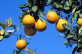 Oranges, citrus sinensis, against Blue Sky, Orange Tree in Australia