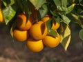 Oranges Citrus On The Tree