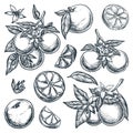 Oranges citrus tropical fruits set. Hand drawn sketch vector illustration. Citric isolated design elements