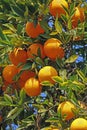 Oranges Royalty Free Stock Photo