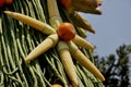 Oranges, corn and long beans with a blurred background Royalty Free Stock Photo