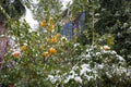 Oranges covered snow. Royalty Free Stock Photo