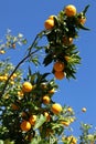 Oranges everywhere! Royalty Free Stock Photo