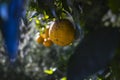 Oranges in Fallbrook California Royalty Free Stock Photo