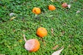 Oranges falling from the branch are rotting on the ground