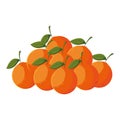 oranges fresh fruit in white background