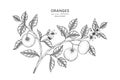 Oranges fruit hand drawn botanical illustration with line art